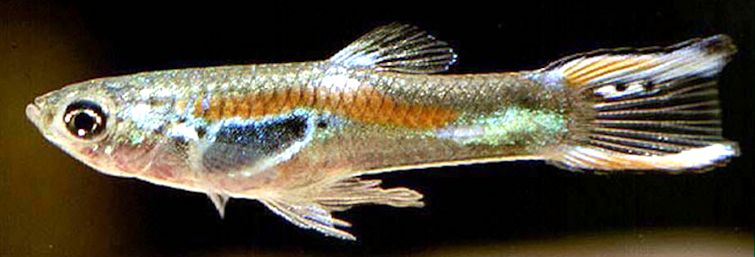 Poecilia reticulata_macho_06.jpg